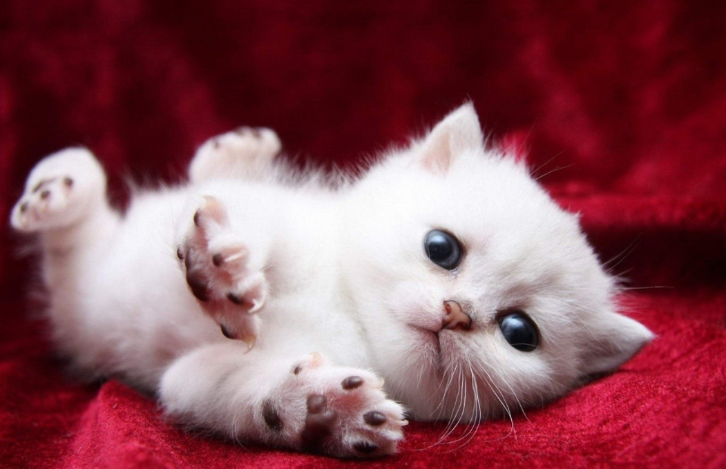 1678087316388352.png 1.png